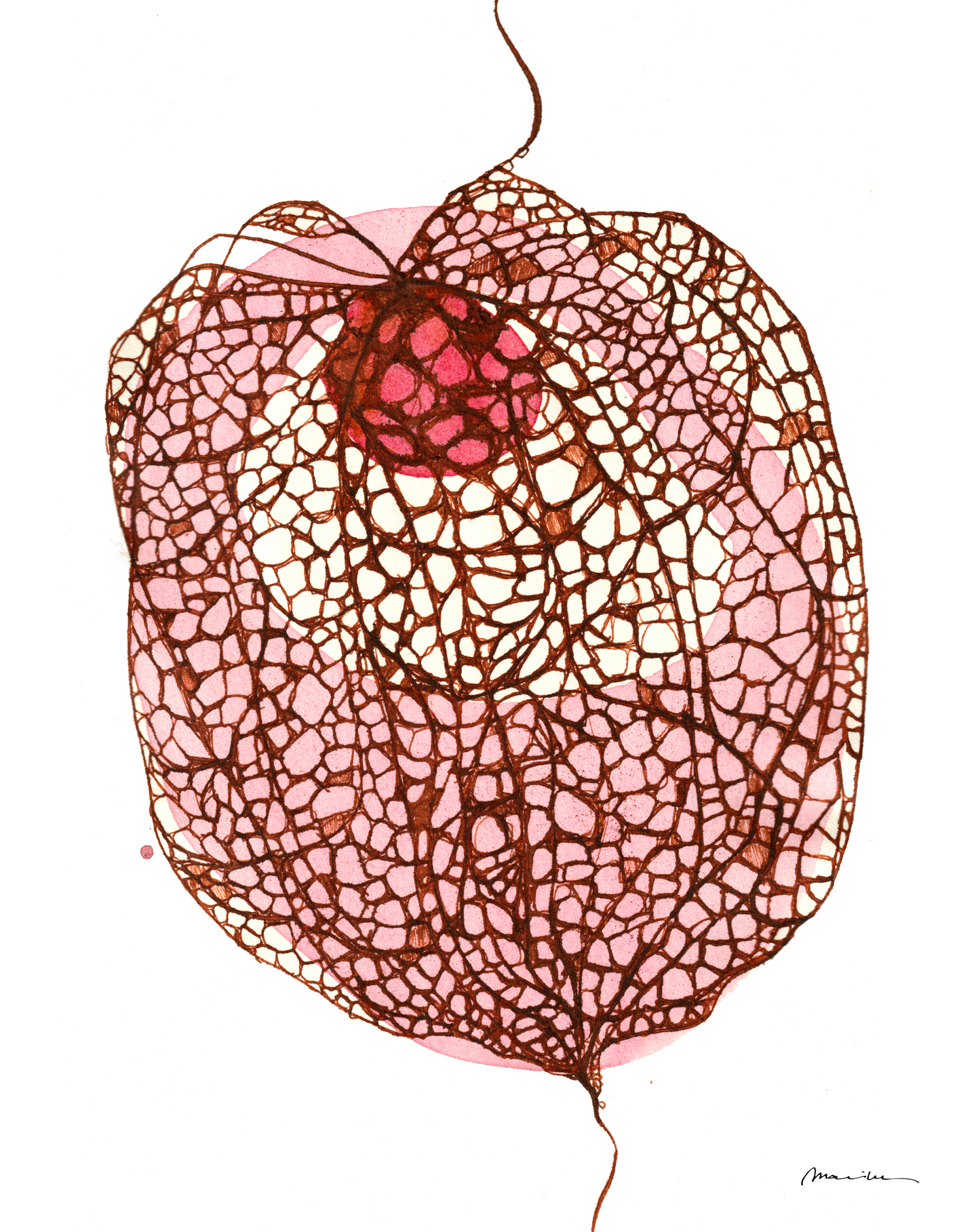 Physalis