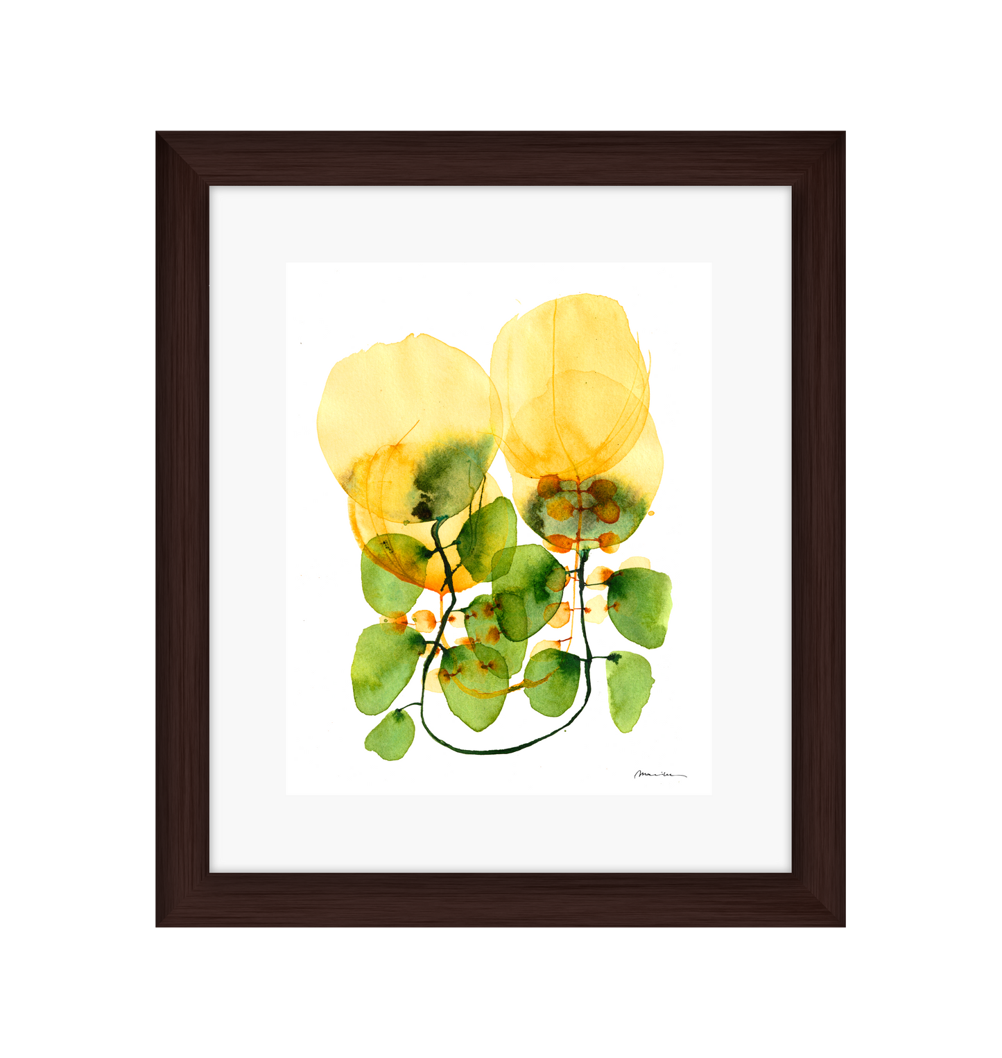 Tulips on a Vine